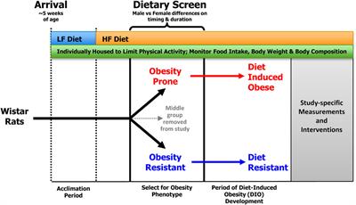 Modeling Diet-Induced Obesity with Obesity-Prone Rats: Implications for Studies in Females